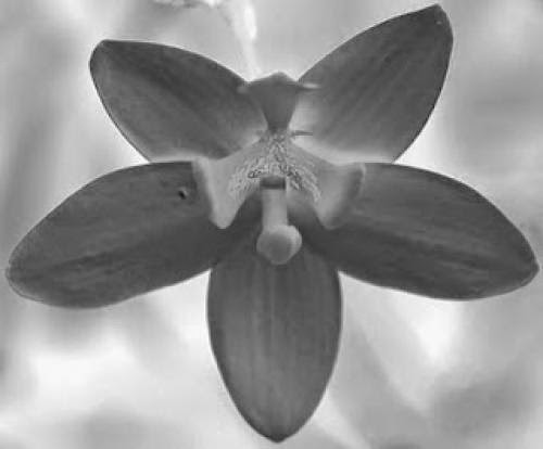 Three Orchids