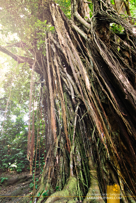 Balete Tree Siquijor