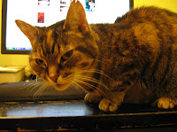 Cat on desk