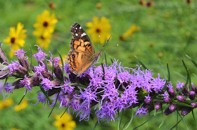 Southern Meadows Blog