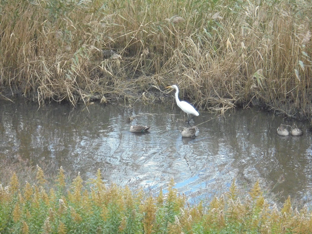 弓ヶ浜公園の小川の鳥たち仲がいいよね