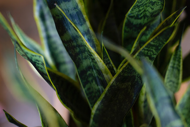 Sansevieria 'Laurentii'