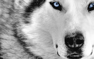 wolf wolve gray white black species dog hybrid