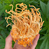 Cordyceps militaris mushroom farming training in Shivamogga (Shimoga) | Mushroom cultivation training | Biobritte mushroom center
