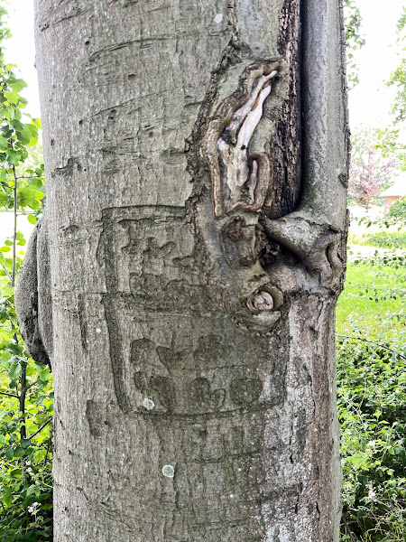 Arbogliefen Bunsinglaan, Zeist