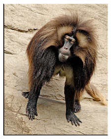 Gelada Baboon