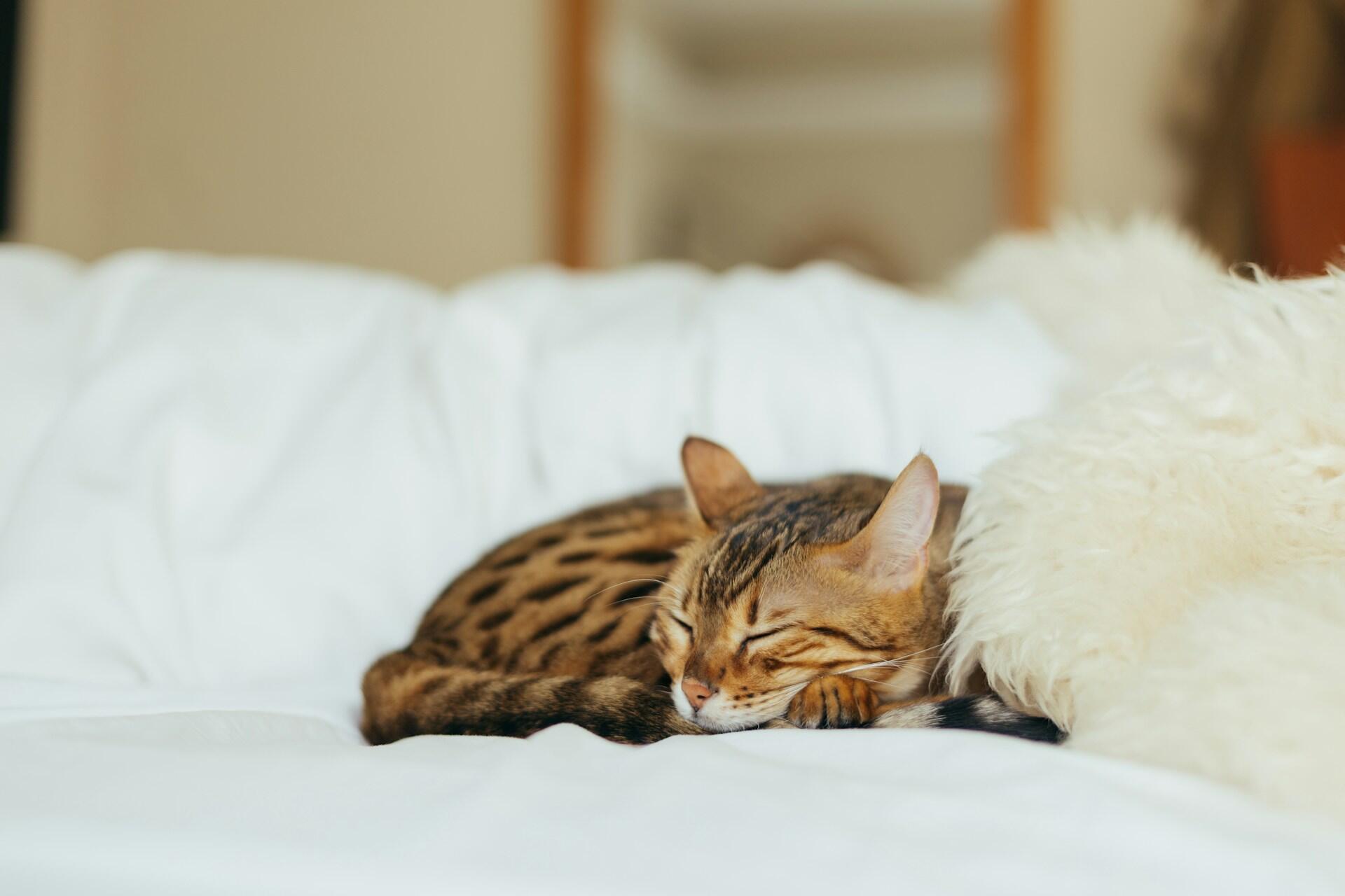cat sleeping - pet supplements