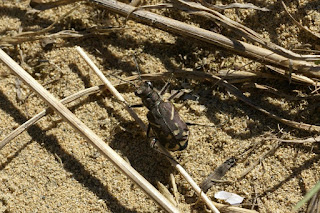 Cicindela tranquebarica - Cicindèle à ligne oblique