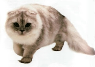 scottish fold cat pussy kotka macka kocka gato katze macska huisdieren animaux de compagnie Haustiere animales domesticos husdjur Evcil Hayvan anifeiliaid anwes domace zvali augintiniai peatai bet kay lemmikit mga alagang hayop domaci zvirata kucni ljubimci domestics maskotak