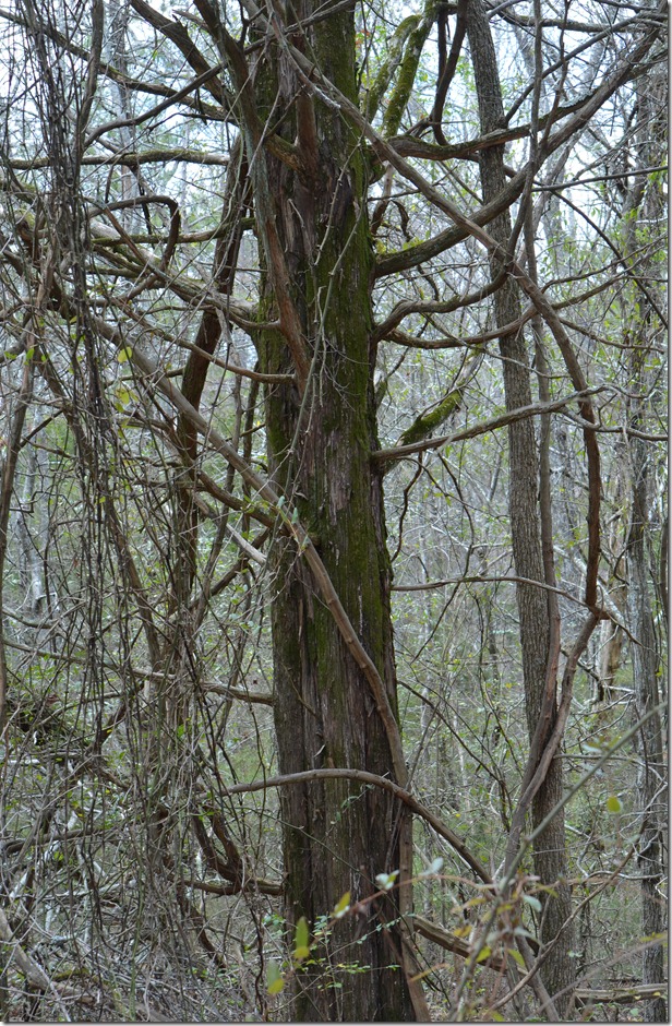 DSC_0204