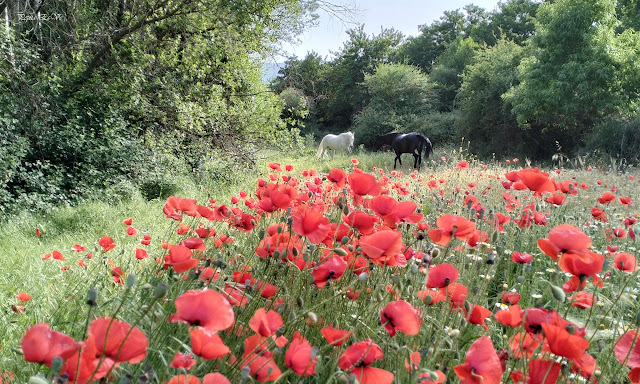 Jérez del Marquesado, Amapolas, Caballos y el Perro Yupi.