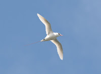 Red-tailed Tropicbird in flight – Kilauea Lighthouse, Kauai – Apr. 28, 2018 – photo by Alan Schmierer