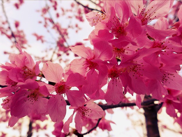  Gambar  Bunga  Sakura  Yang Indah Kumpulan Gambar 