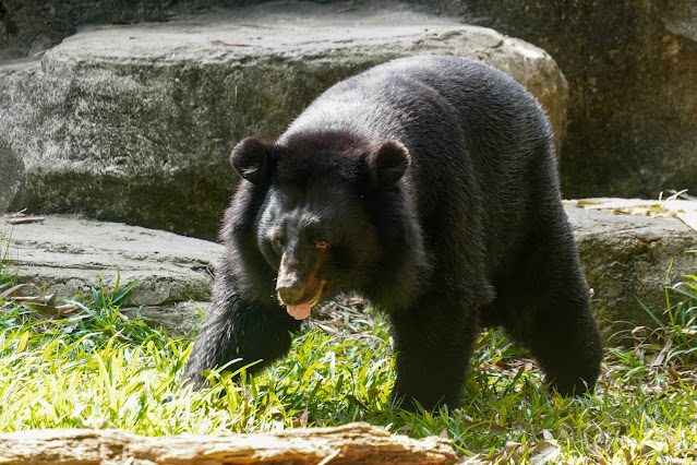 【富國島】觀光．越南最大野生動物園，近距離接觸動物｜Vinp