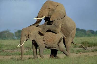 elephant make love