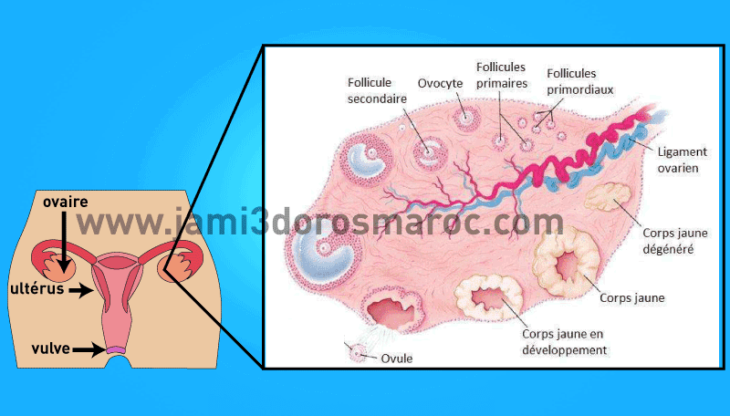 la structure de l’ovaire