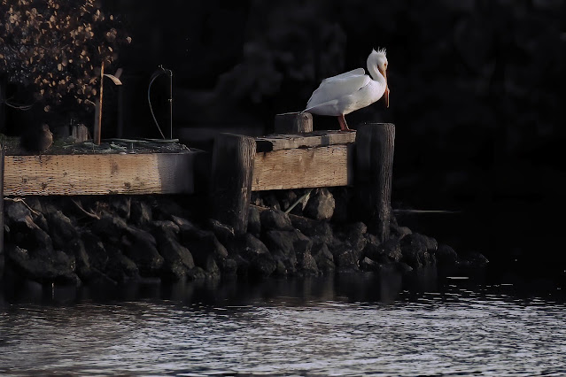 Lake Merritt, Oakland, California, Bird, birder, birdwatching, nature, photography, nature photography,