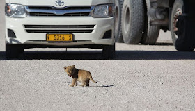 Lioness and her three cubs crossing the road at Etosha National Park Namibia, lioness and her cubs