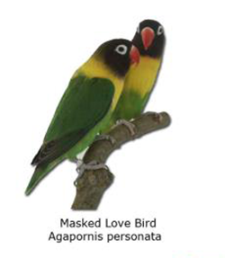 Jenis-Jenis Burung Lovebird