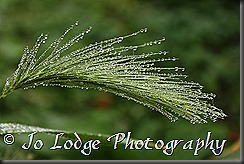 IMG_7941