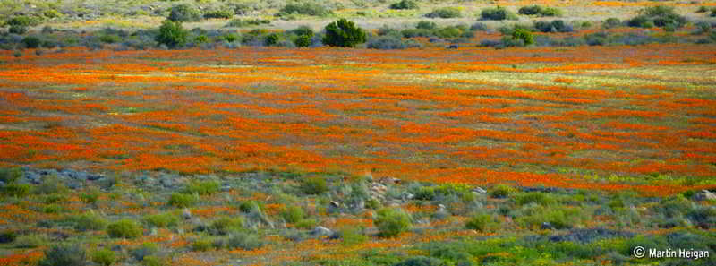 Namaqualand Flowers Best Time
