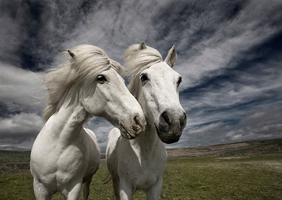 beautiful horses