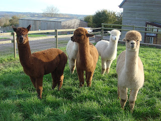 www.alpacas-for-sale.co.uk