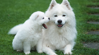 white siberian husky, different breeds of dogs pictures