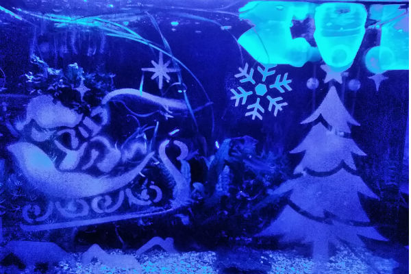 クリスマス装飾とライトアップが完了してイブの夜を迎えるばかりとなった我が家の水槽