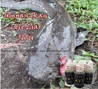 Essen Katilayu Ikan Lele Khusus Di Alam Liar