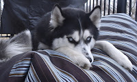 Black and white Siberian husky, paws draped over the edge of a large blanket as he peeks over the top with his blue eyes.