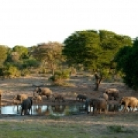 Tembe - Tembe Elephant Park