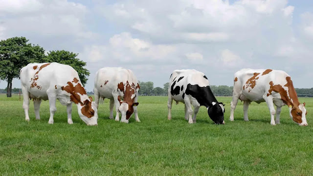 Cows