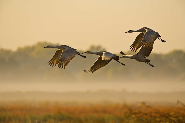 Crane wallpaper,crane images,crane photo,cute crane,beautiful crane,cranes,the crane,the cranes,crane birds,crane,birds,birds picture,about birds,birds images birds photo,birds picture,flying crane,animation crane,crane stand green grass,