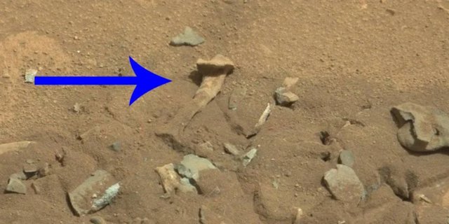 Misteri dan Kontroversi Penemuan Tulang Binatang di Mars