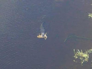 Gator with a deer in it's mouth