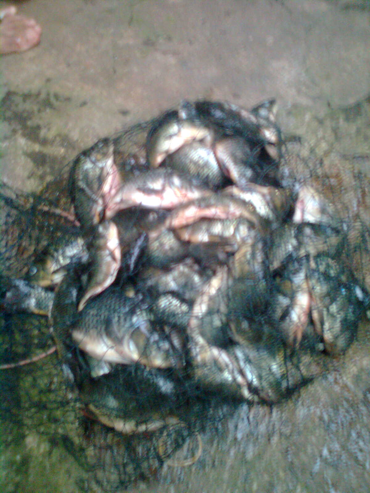  Gambar Ikan Kerapu Palopo Fishing Hasil Mancing Gambar di 