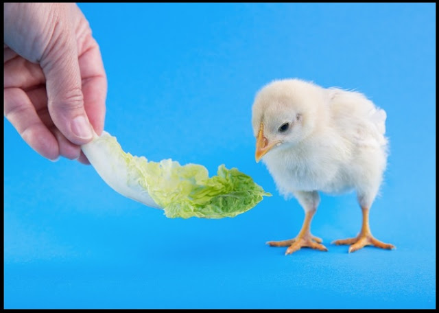 COMO SE PUEDE CRIAR UN POLLITO EN CASA