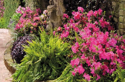 Autumn Empress Encore Azalea3