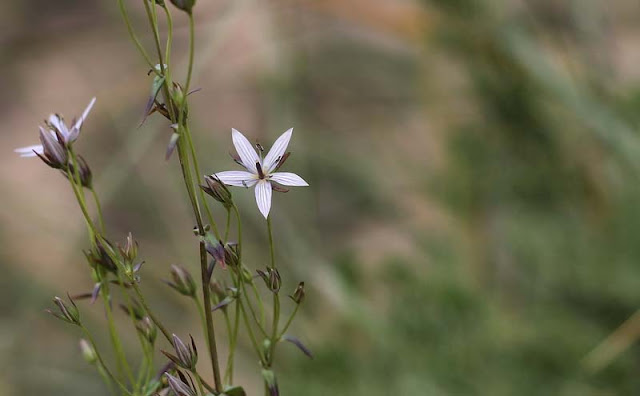 Marsh Felwort Flowers