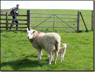1813sheep