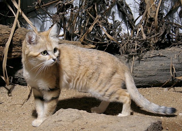 Sand Cat - Gato de las arenas
