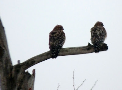 pair of red-shouldered hawks