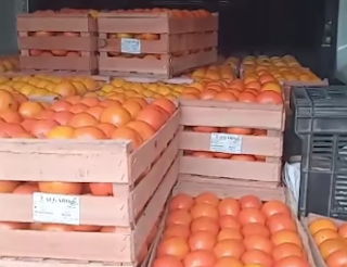 Insólito: ofertan Naranjas Importadas de Egipto en Chajarí, centro productor Nacional de cítricos-VIDEO