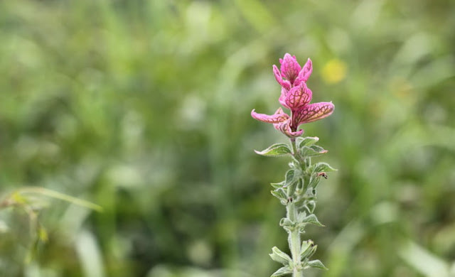 Annual Clary Sage