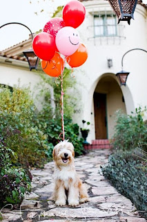 Happy Balloon Dog