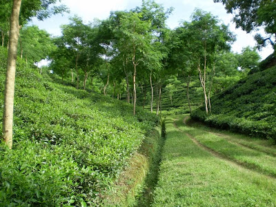 Tea Garden, Sylhet, Bangladesh