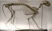 cat skeleton