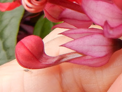 紅萼龍吐珠的花