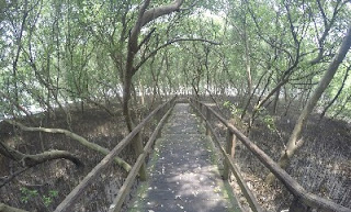 Mangrove Morosari